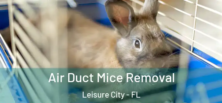 Air Duct Mice Removal Leisure City - FL